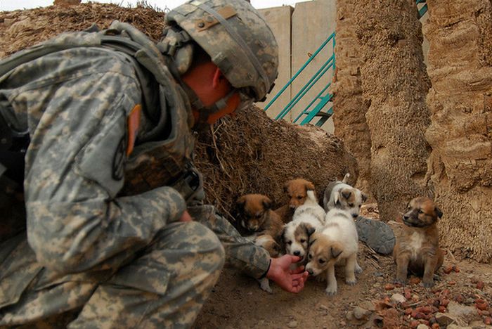 Soldiers and Pets (48 pics)