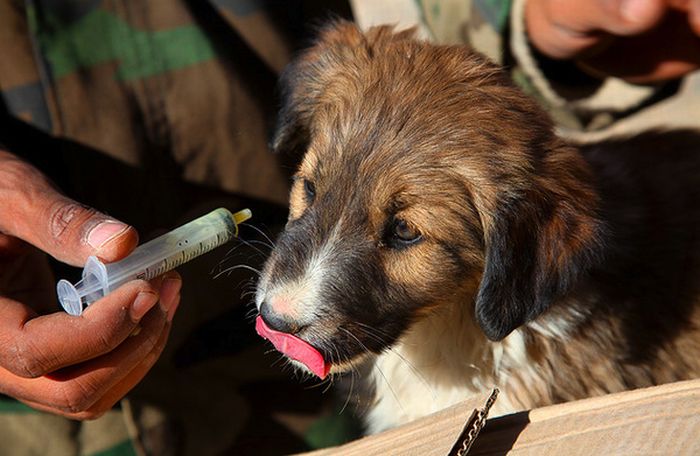 Soldiers and Pets (48 pics)