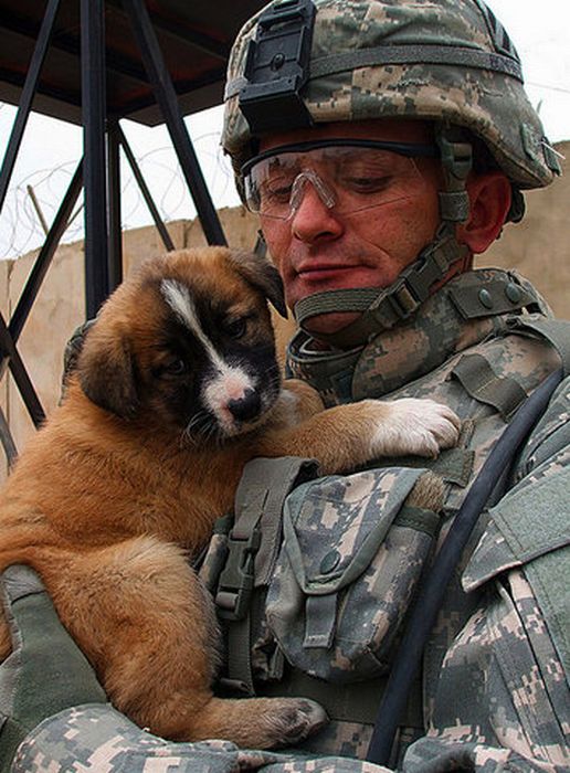 Soldiers and Pets (48 pics)