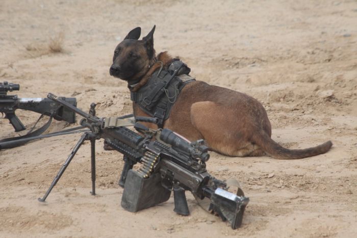 Military Photos (60 pics)