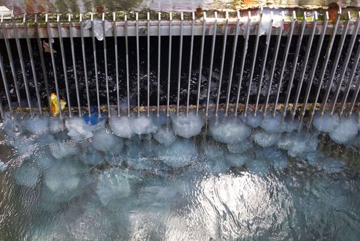 Jellyfish Clog Water Supply of Power Station in Israel (12 pics)