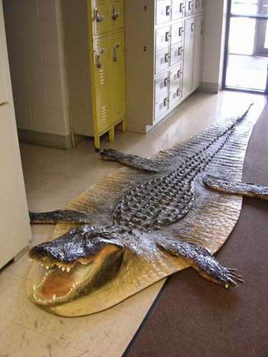 Acid Picdump (95 pics)