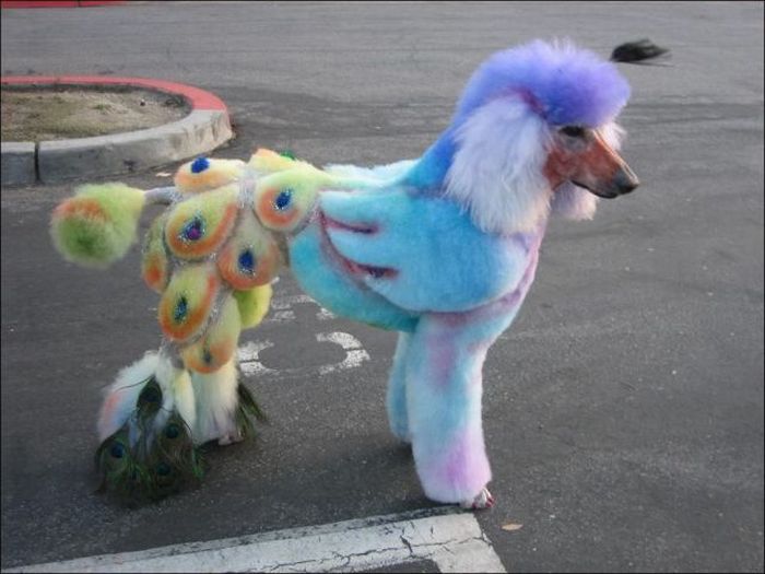 Acid Picdump (95 pics)