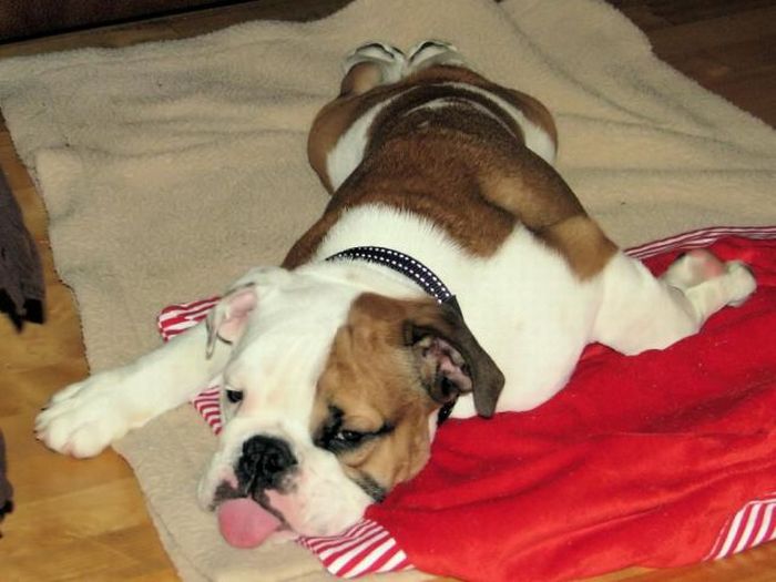 Acid Picdump (95 pics)