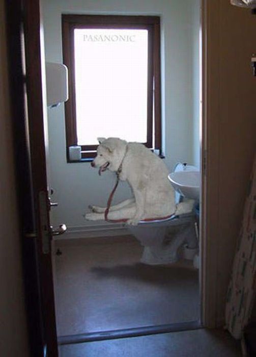 Acid Picdump (95 pics)