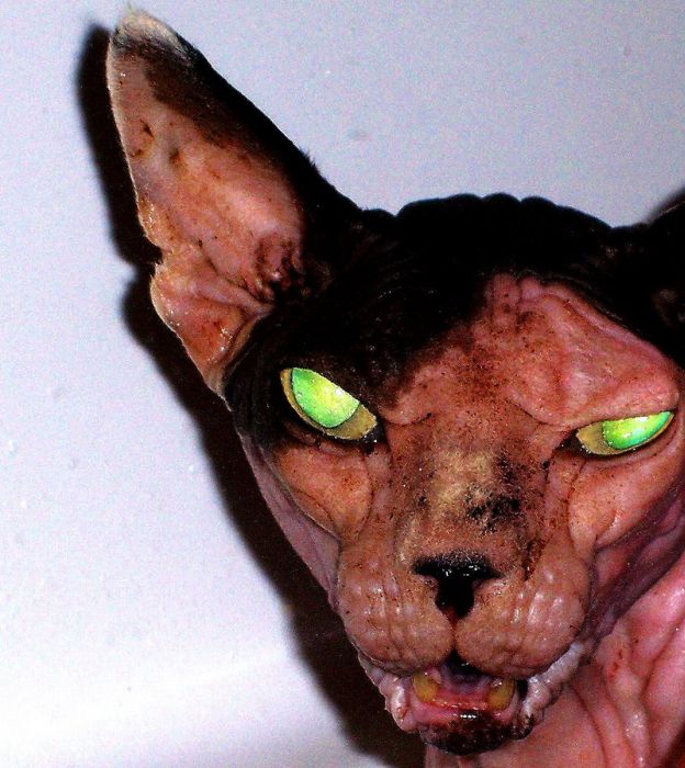 Acid Picdump (95 pics)