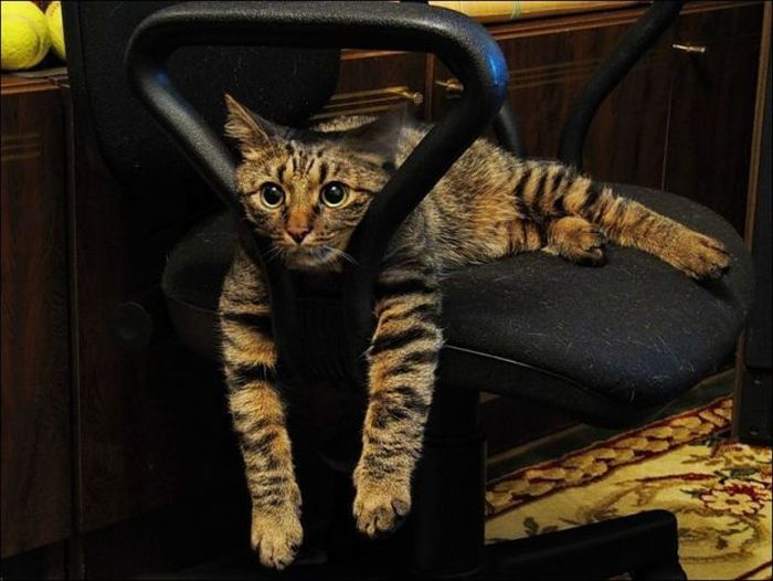 Acid Picdump (95 pics)