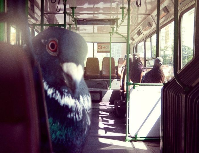 Acid Picdump (95 pics)