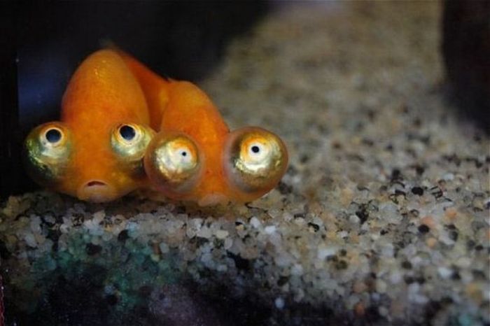 Acid Picdump (95 pics)