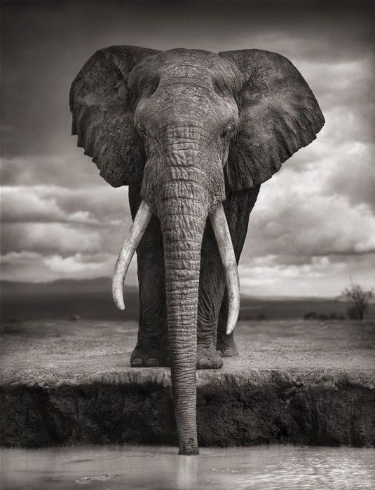 Elephants (100 pics)