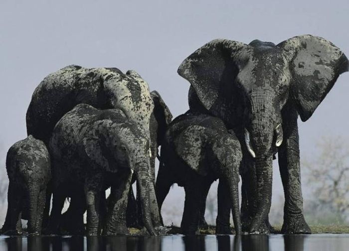 Elephants (100 pics)