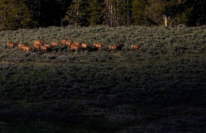 Yellowstone National Park (41 pics)