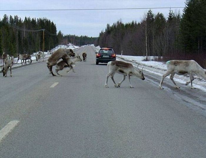 Acid Picdump (93 pics)