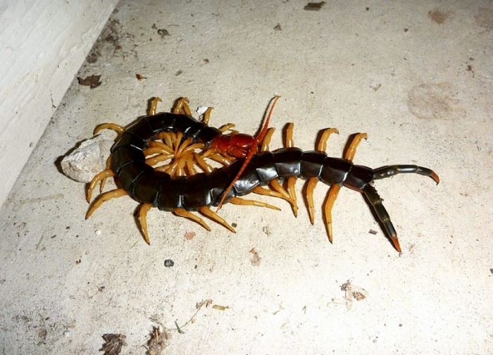 Acid Picdump (93 pics)
