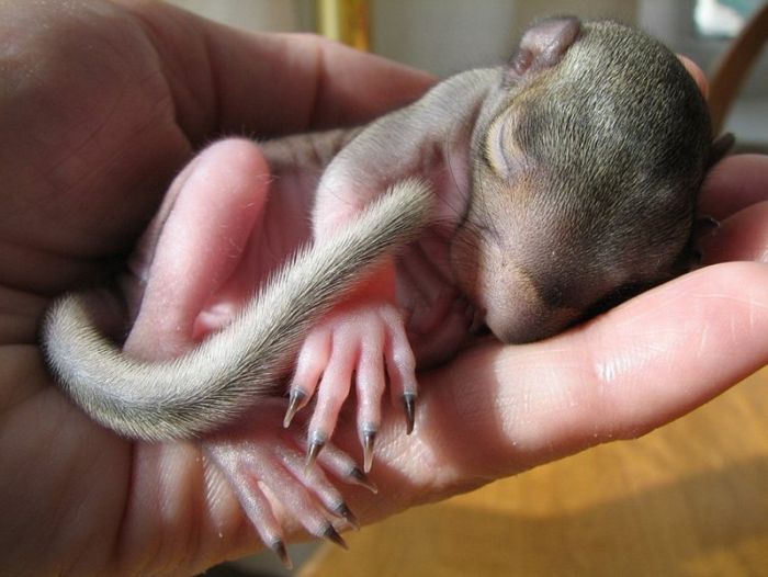 Acid Picdump (93 pics)