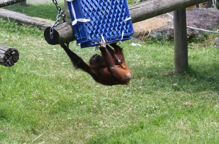 Acid Picdump (93 pics)