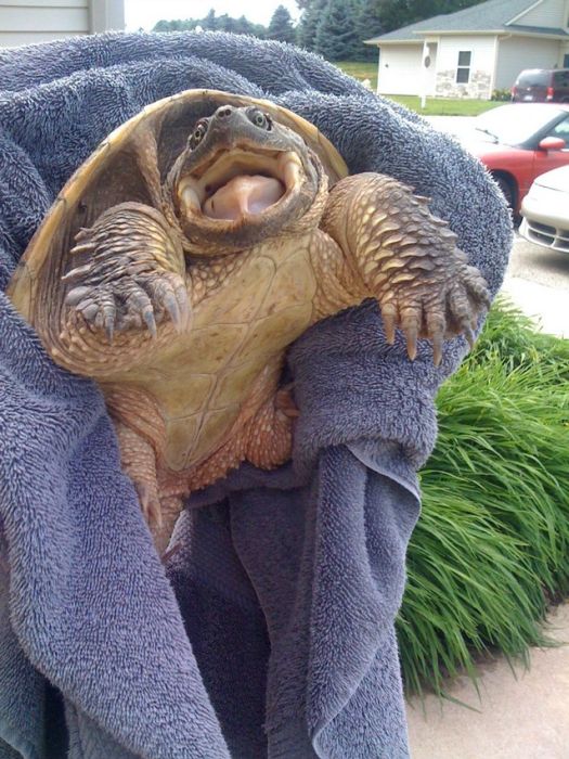 Acid Picdump (93 pics)