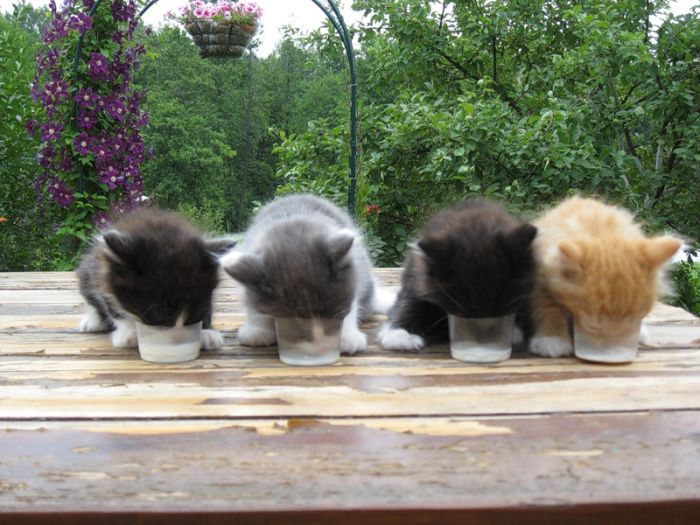 Acid Picdump (93 pics)