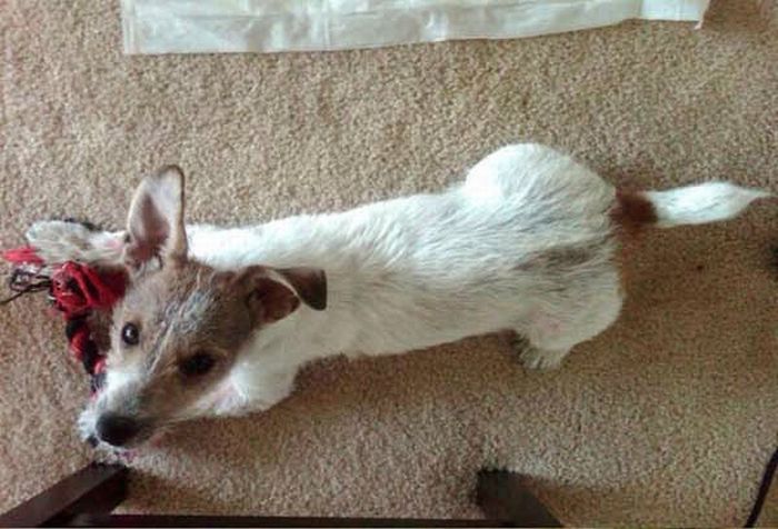 A Puppy Before and After It Found a New Home (15 pics)