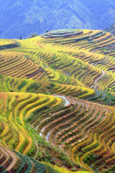The Amazing Longsheng Rice Terraces (34 pics)