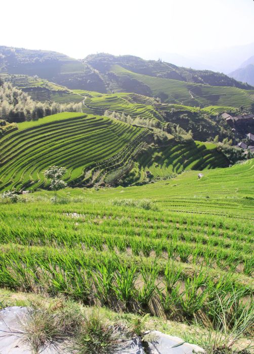 The Amazing Longsheng Rice Terraces (34 pics)