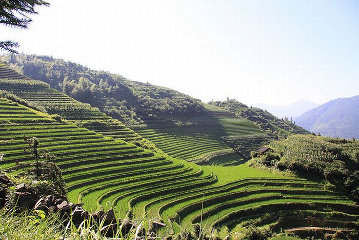 The Amazing Longsheng Rice Terraces (34 pics)