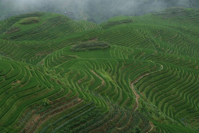 The Amazing Longsheng Rice Terraces (34 pics)