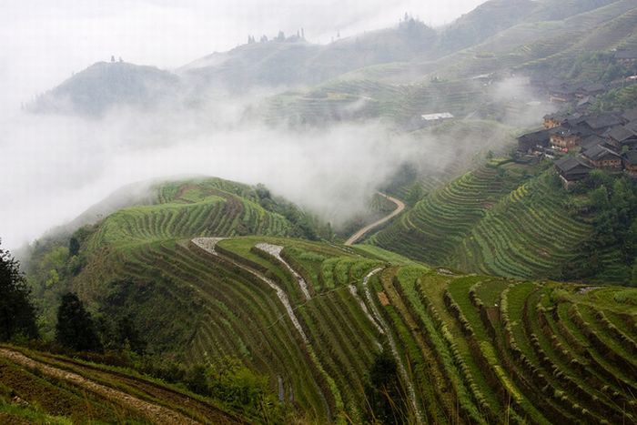 The Amazing Longsheng Rice Terraces (34 pics)