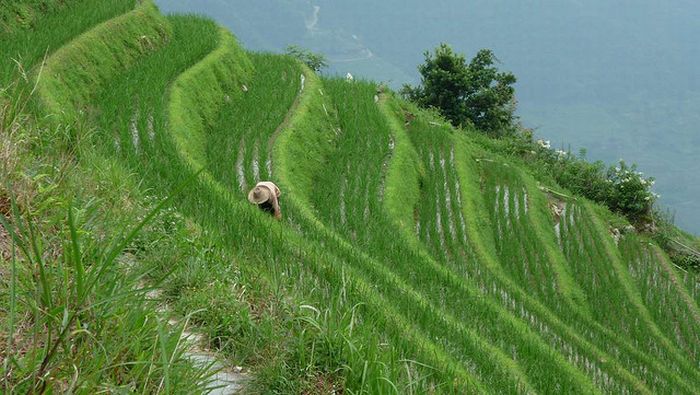 The Amazing Longsheng Rice Terraces (34 pics)