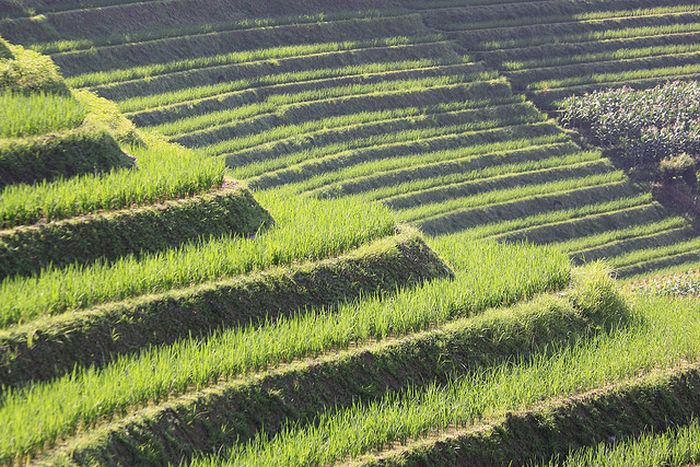 The Amazing Longsheng Rice Terraces (34 pics)
