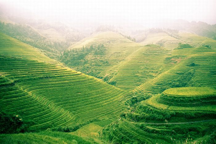 The Amazing Longsheng Rice Terraces (34 pics)