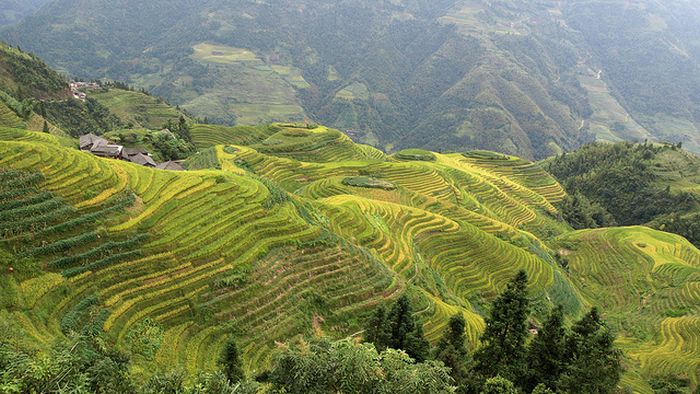 The Amazing Longsheng Rice Terraces (34 pics)