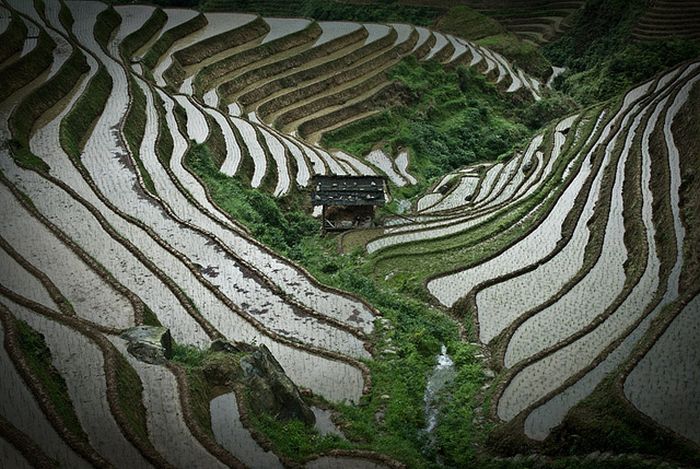 The Amazing Longsheng Rice Terraces (34 pics)