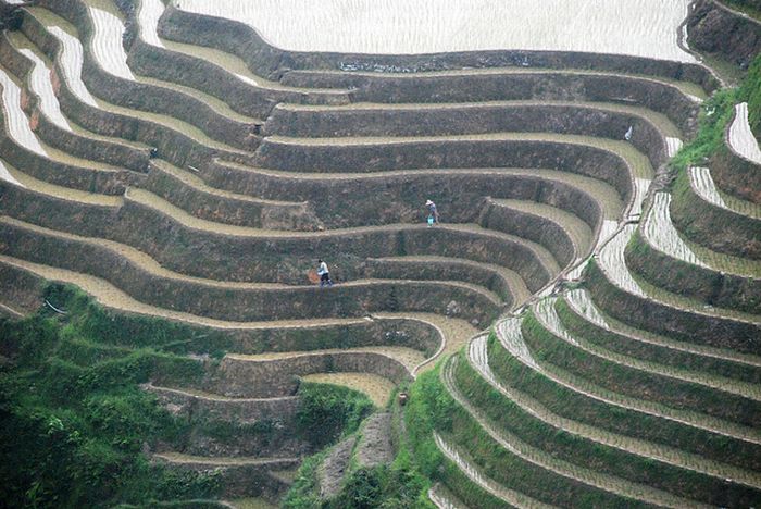 The Amazing Longsheng Rice Terraces (34 pics)