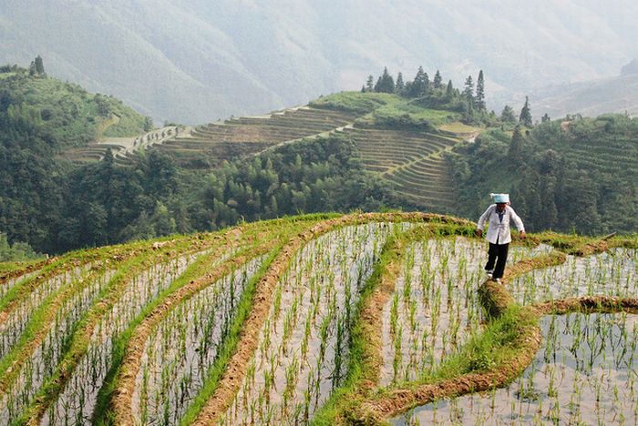 The Amazing Longsheng Rice Terraces (34 pics)