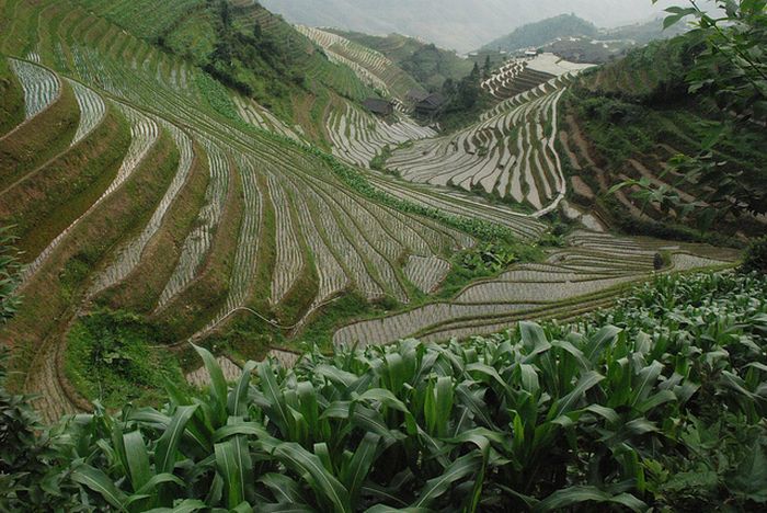 The Amazing Longsheng Rice Terraces (34 pics)