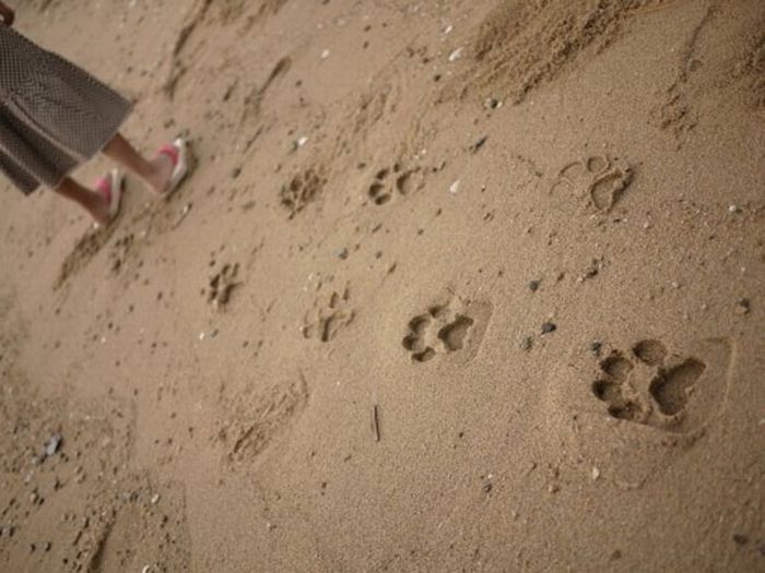 Beach Sandals with Animal Foot Prints  (6 pics)