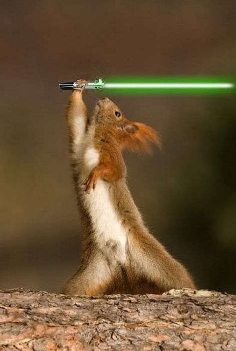 When Animals Go Star Wars On Each Other (14 pics)