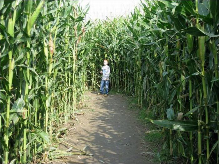 Gigantic Corn Mazes (5 pics)