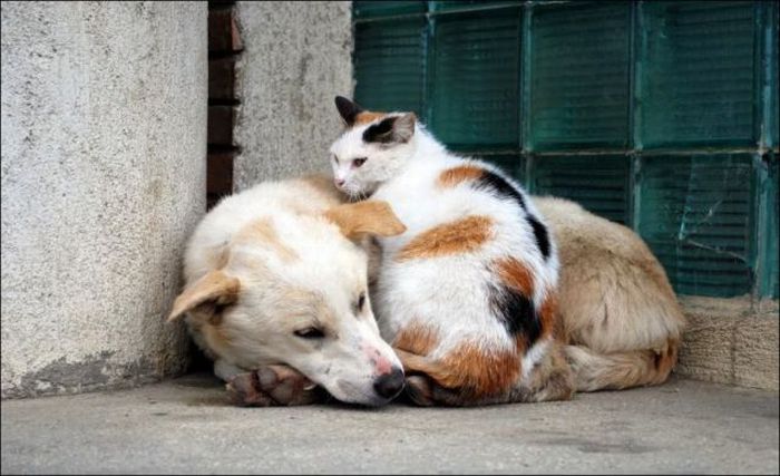 Love and Friendship of Pets (36 pics)