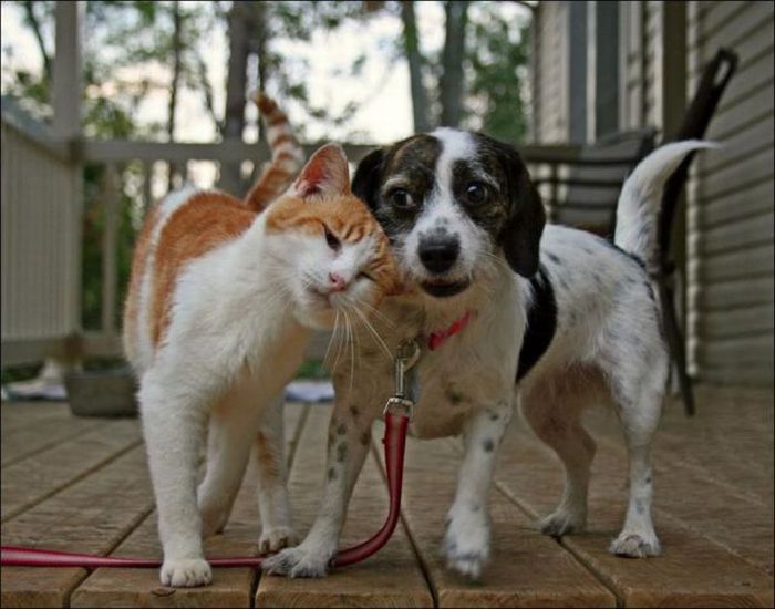 Love and Friendship of Pets (36 pics)