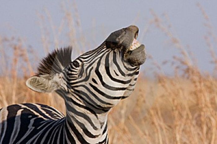 Laughing Zebras (25 pics)