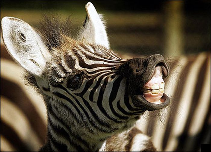 Laughing Zebras (25 pics)