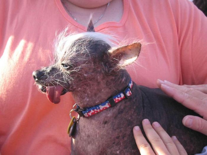 World’s Ugliest Dog 2011 (18 pics)