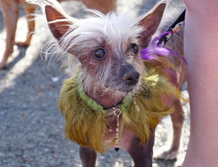 World’s Ugliest Dog 2011 (18 pics)