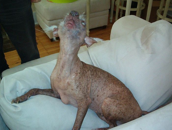 World’s Ugliest Dog 2011 (18 pics)