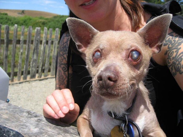 World’s Ugliest Dog 2011 (18 pics)
