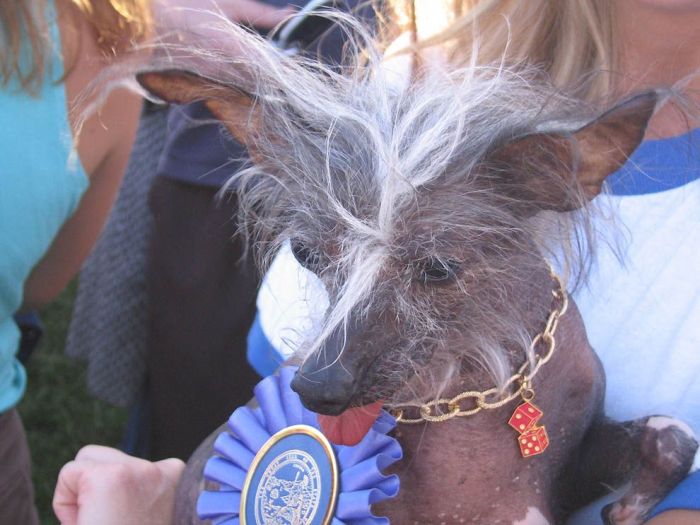 World’s Ugliest Dog 2011 (18 pics)