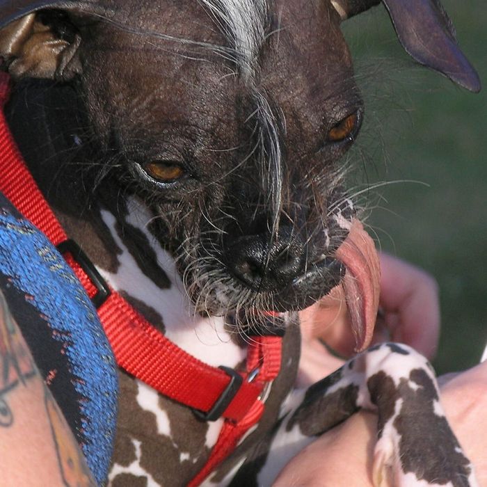World’s Ugliest Dog 2011 (18 pics)