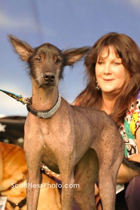 World’s Ugliest Dog 2011 (18 pics)